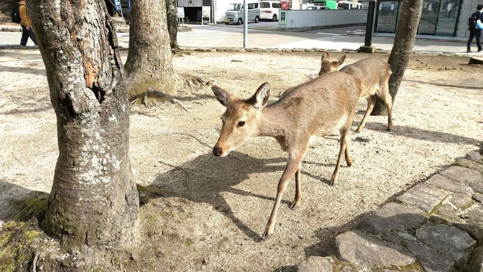 （やっぱ広島じゃ割）ベッセルイン 広島駅前 広島市 3*,  日本